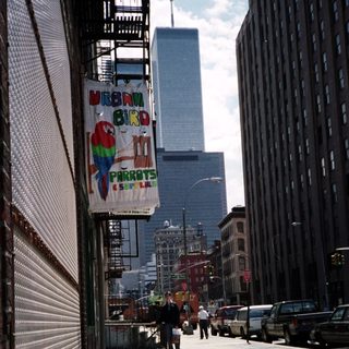 Urban street scene with a parrot shop and tall building.
