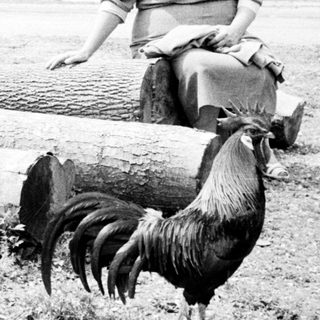 Here's a brief summary of the image: Two women and a rooster sit on a log.