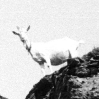 Goats climb a rocky hillside with sparse vegetation.