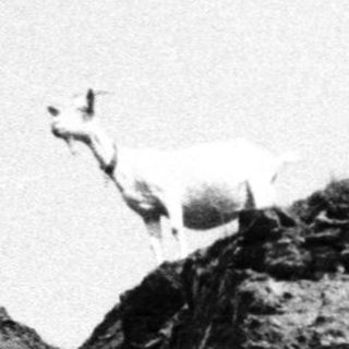 Goats climb a rocky hillside in a black and white image.