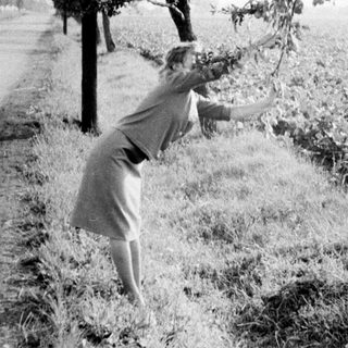 Woman reaching for foliage along a roadside.