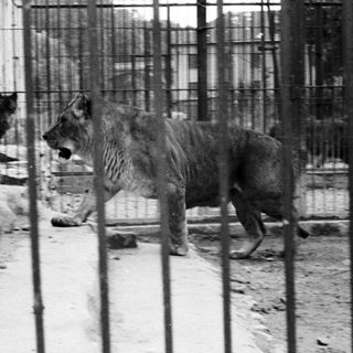 Lion walking in an enclosure, seen through metal bars.
