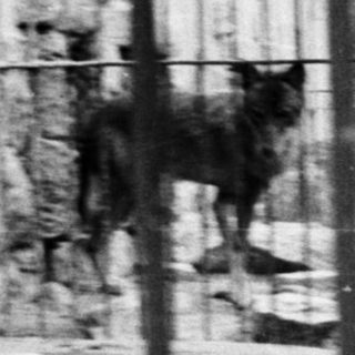 Lion walking in an enclosure, seen through metal bars.
