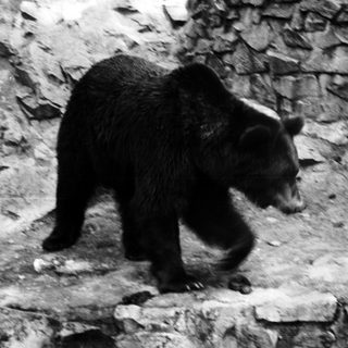 Black bear walks along a stone wall in grayscale.