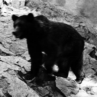 Here's a brief summary of the image: Bear stands on rocky terrain in a grayscale photograph.