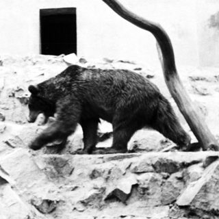 Here's a brief summary of the image: Bear walking across stone structure with building in background.