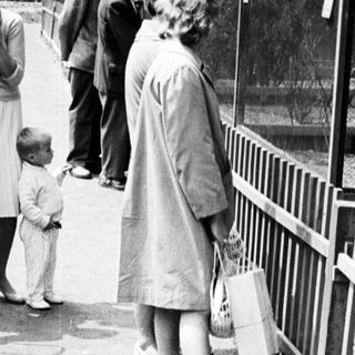 People observing animals from behind a fence.