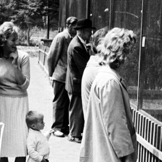People observing animals from behind a fence.