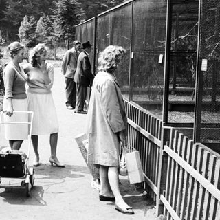 People observing animals in an enclosure, likely a zoo.