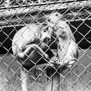 Monkey hangs from a perch inside an enclosure.