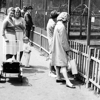 People viewing animals through a fence enclosure.