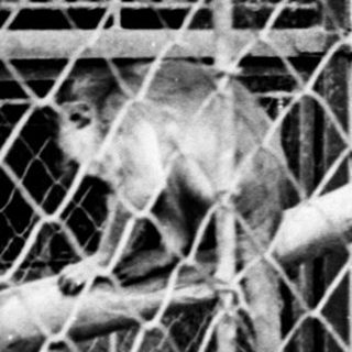 Monkey clinging to a branch within a caged enclosure.