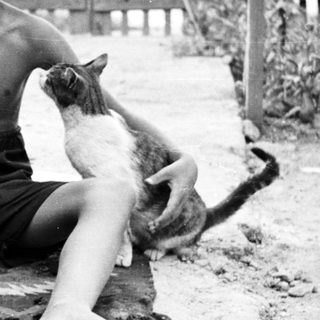 Here's a brief summary of the image: Bare-chested boy sits with a cat outdoors.