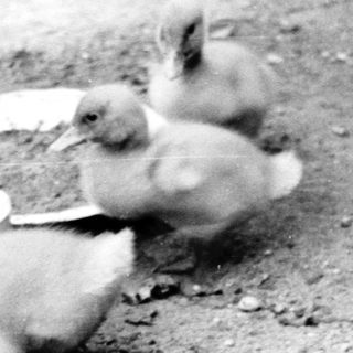 Here's a brief summary of the image: Baby ducklings gather near a water dish.