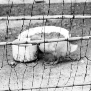 Rabbits are inside a wooden enclosure in a yard.