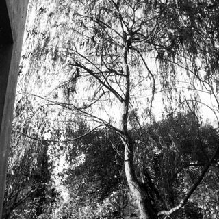 Here's a brief summary of the image: Tall tree with drooping branches next to a building.