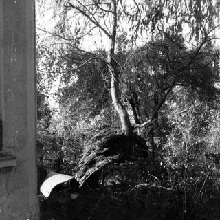 Tree roots exposed, encroaching on a wall and pavement.