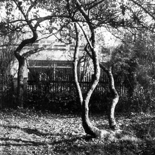 Twisted trees and a building, captured in black and white.