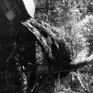 Uprooted tree trunk amidst foliage and debris.