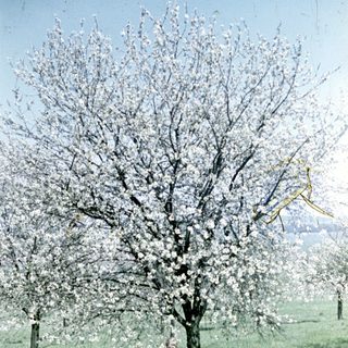 Blossoming tree stands in a grassy field with a person.