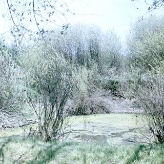 Still water surrounded by vegetation and trees.