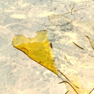 Cracked, textured surface with a dry leaf and debris.