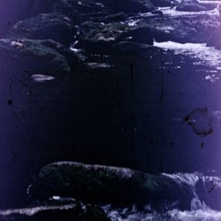 Here's a brief summary of the image: Whale breaches ocean surface, creating a splash.