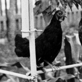 Two chickens perch on a fence in a garden.