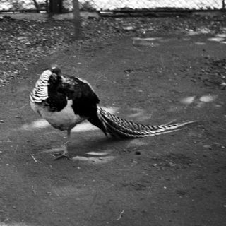 A pheasant stands in an enclosure, viewed in black and white.
