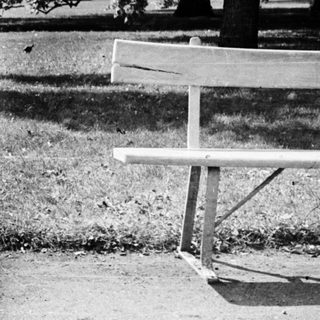 Black and white photo of a park bench and birds.