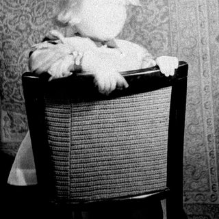 Here's a brief summary of the image: Dog sits on a chair against a patterned wall.