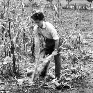 Man working in a cornfield with a tool.