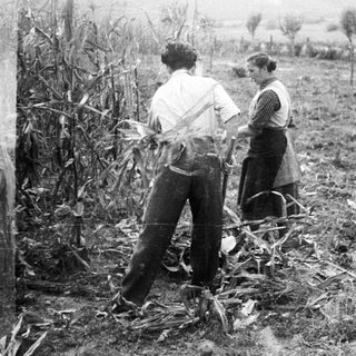 Here's a brief summary of the image: Two people harvesting corn in a field.