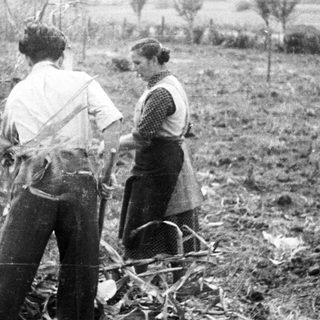 Here's a brief summary of the image: Two people harvesting corn in a field.