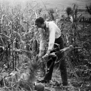 Man working in a field of tall plants.
