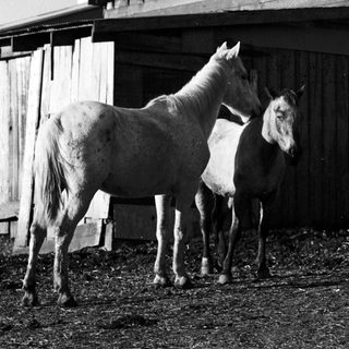 Two horses standing in a barn stall.
