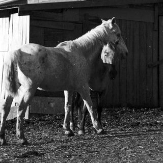 Two horses standing in a barn stall.