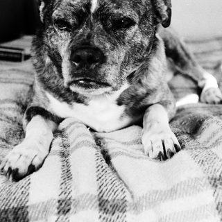 Dog resting comfortably on a plaid blanket.