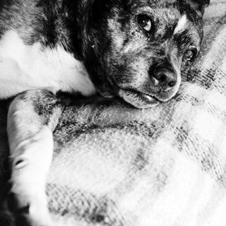 A dog resting comfortably on a pillow.