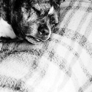 A dog peacefully sleeping on a pillow.