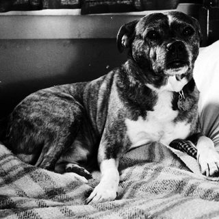A bulldog resting comfortably on a bed.