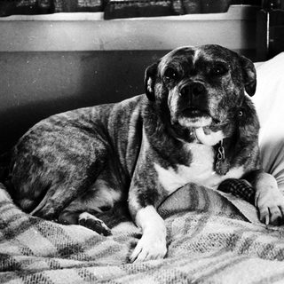 A large dog lying comfortably on a bed.