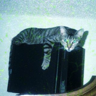 Curious kitten perched on top of a black box.