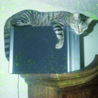 Cat perched on top of a laptop.