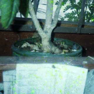 Indoor bonsai tree on pot near open book.