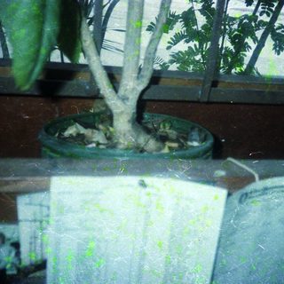 Indoor bonsai tree on pot near open book.