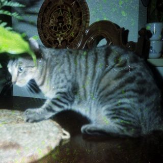 Gray tabby cat sniffing near potted plants.