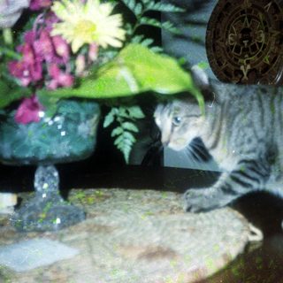 Gray tabby cat sniffing near potted plants.