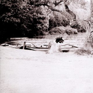 Horse standing near boats by riverbank.