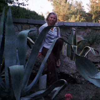 Person stands near agave plants with a building in background.